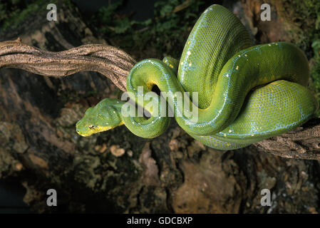 Green Tree Python, morelia viridis Stock Photo