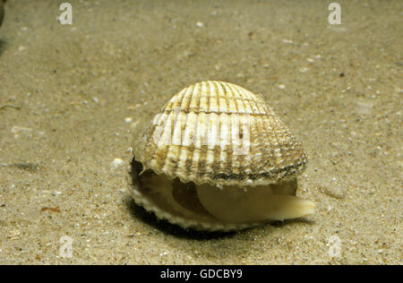 Common Cockle, cerastoderma edule Stock Photo
