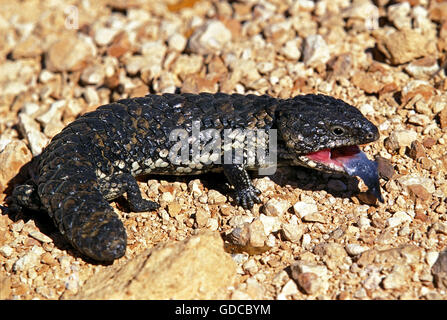 Stump Tailed Skink, tiliqua rugosa, Adult with Open Mouth and Tongue Out, Australia Stock Photo