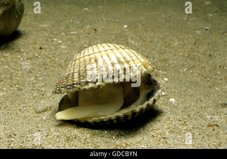Common Cockle, cerastoderma edule Stock Photo