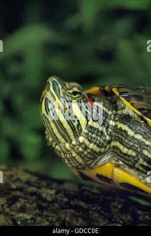 Red-Eared Terrapin, trachemys scripta elegans Stock Photo