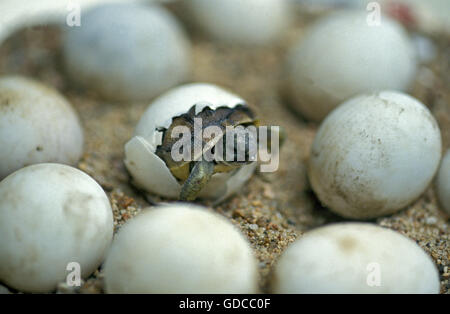 Hermann's Tortoise, testudo hermanni, Baby Hatching from Egg Stock Photo
