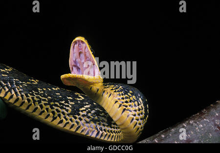 Tropical Rat Snake, spilotes pullatus, Adult with open Mouth in Defensive Posture Stock Photo