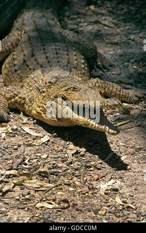 Australian Freshwater Crocodile crocodylus johnstoni, Adult with Open Mouth, in Defensive Posture, Australia Stock Photo
