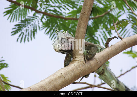 Green Iguana, iguana iguana, Adult perched in Tree, Los Lianos in Venezuela Stock Photo