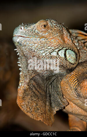 GREEN IGUANA iguana iguana, HEAD CLOSE-UP OF ADULT Stock Photo