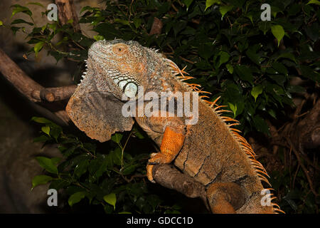 GREEN IGUANA iguana iguana, ADULT ON BRANCH Stock Photo
