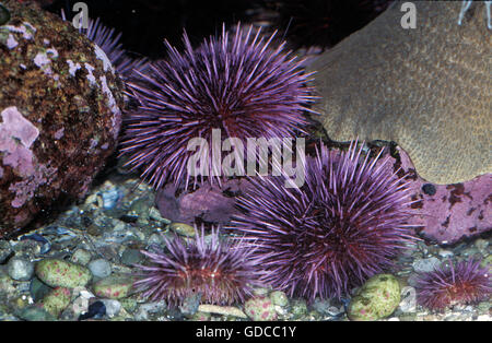 Purple Sea Urchin, strongylocentrotus purpuratus, California Stock Photo