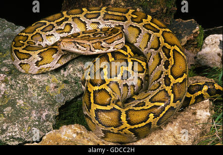 INDIAN PYTHON python molurus Stock Photo