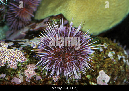 Purple Sea Urchin, strongylocentrotus purpuratus, California Stock Photo