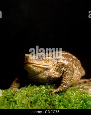Common Toad, bufo bufo, Adult Stock Photo