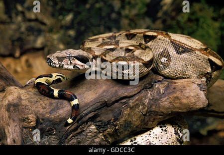 Boa Constrictor, boa constrictor, Adult with open Mouth, Defensive ...