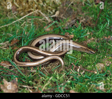 Slow-worm (Anguis fragilis) adult female, pregnant with partially Stock ...