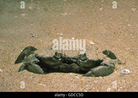 EUROPEAN SHORE CRAB carcinus maenas, ADULT BURYING INTO SAND Stock Photo