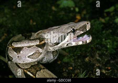 Boa Constrictor, boa constrictor, Adult with open Mouth Stock Photo