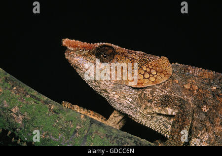 Short-Horned Chameleo, calumma brevicornis, Head of Adult Stock Photo