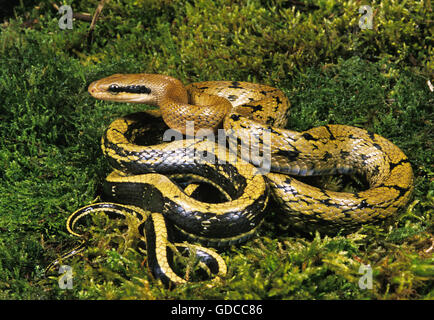 TAIWANESE RAT SNAKE elaphe taeniura, ADULT ON MOSS Stock Photo