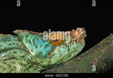 PARSON'S CHAMELEON chamaeleo parsonii, Portrait of Adult against Black Background Stock Photo