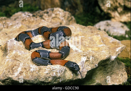 Gray-banded Kingsnake, lampropeltis alterna blairi, Adult with Tongue out, on Stone Stock Photo