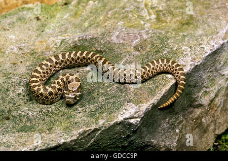 PLAINS HOGNOSE SNAKE heterodon nasicus, ADULT ON ROCK Stock Photo