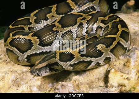 Indian Python, python molurus, Adult on Rock Stock Photo