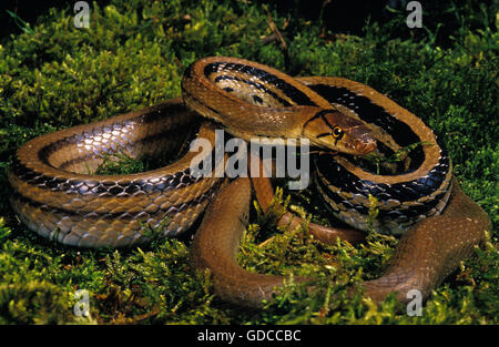 Copperhead Rat Snake,  elaphe radiata, Adult on Moss Stock Photo