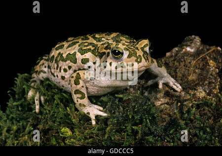 Green Toad, bufo viridis Stock Photo