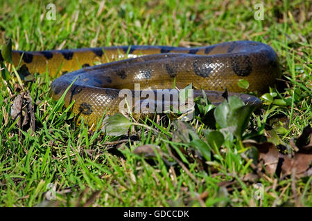 Green Anaconda, eunectes murinus, Los Lianos in Venezuela Stock Photo