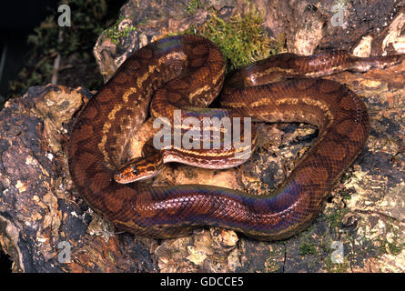 Rainbow Boa, epicrates cenchria Stock Photo