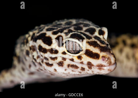 LEOPARD GECKO eublepharis macularius, ADULT, CLOSE-UP OF HEAD Stock Photo