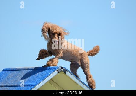 Miniature Poodle Climbing Over an A-Frame at Dog Agility Trial Stock Photo