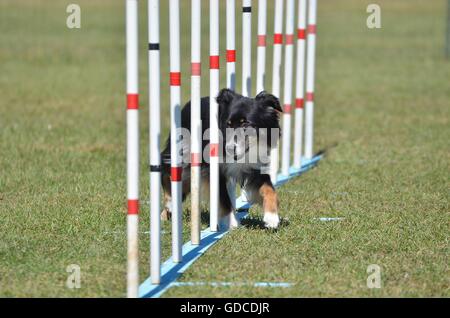 Miniature American (formerly Australian) Shepherd Doing Weave Poles at Dog Agility Trial Stock Photo