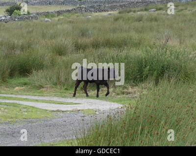 Farm animal in a field Stock Photo