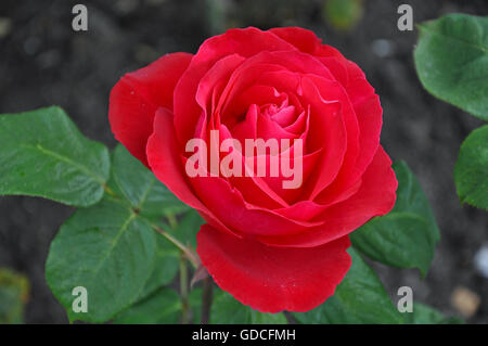 Beautiful single red rose in full bloom Stock Photo