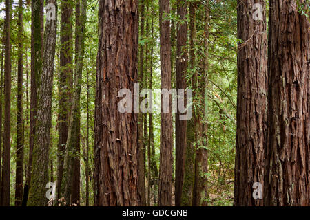 Redwood trees in a California national park Stock Photo