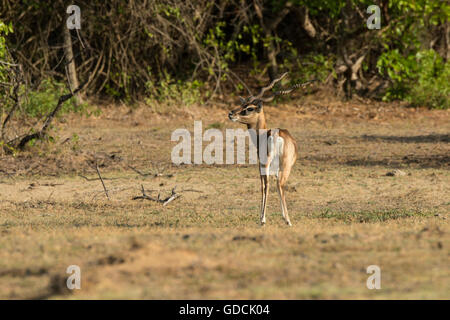 A blackbuck in Point Calimere Wildlife and Bird Sanctuary, a 21.47 square km protected area in Tamil Nadu on the Bay of Bengal. Stock Photo