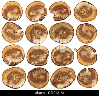 Sixteen round cross wooden cuts from a trunk of old plum. Isolated on white set Stock Photo