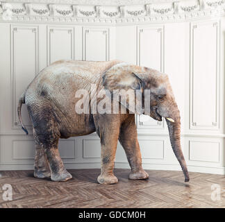 an elephant  in the room near white wall. Creative concept Stock Photo