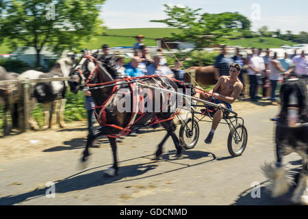 A horse being paraded at Appleby Horse Fair in Cumbria Stock Photo