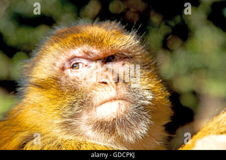 old monkey in africa morocco and natural background fauna    close up Stock Photo