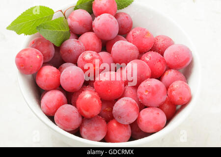 Cherry Plums Prunus cerasifera Stock Photo