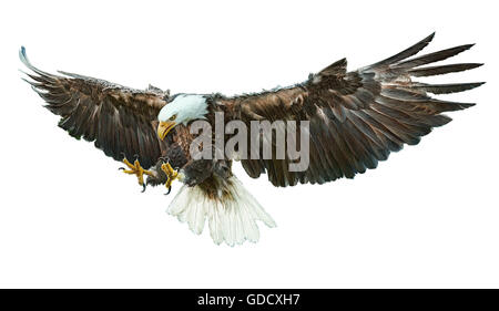 Bald eagle winged hand draw and paint color illustration. Stock Photo