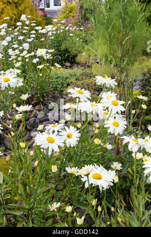 Daises growing wild in garden, Ireland Stock Photo
