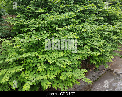 Japanischer, Knoeterich, Fallopia, japonica