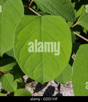 Japanischer, Knoeterich, Fallopia, japonica