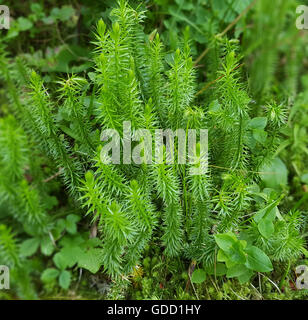 Keulen-Baerlapp, Lycopodium, clavatum, Keulenbaerlapp, Heilpflanze Stock Photo