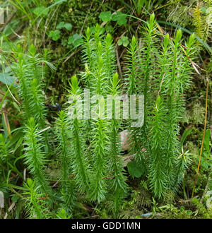 Keulen-Baerlapp, Lycopodium, clavatum, Keulenbaerlapp, Heilpflanze Stock Photo