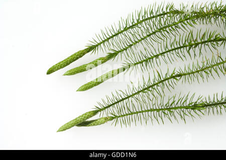 Keulen-Baerlapp, Lycopodium, clavatum, Keulenbaerlapp, Heilpflanze Stock Photo