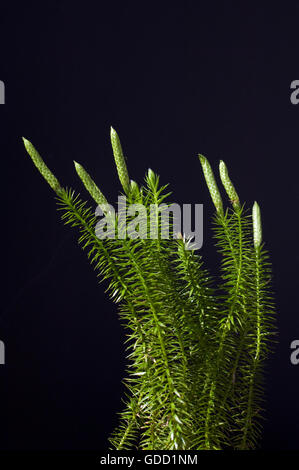 Keulen-Baerlapp, Lycopodium, clavatum, Keulenbaerlapp, Heilpflanze Stock Photo