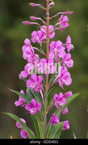 Detail of a flower spike of Rosebay Willow Herb or Fireweed Chamerion angustifolium Stock Photo